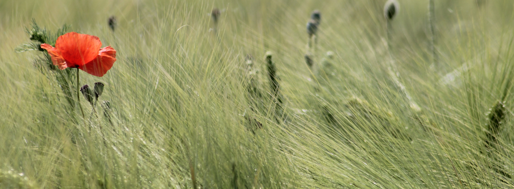 Remembrance*Our services in November*More Details