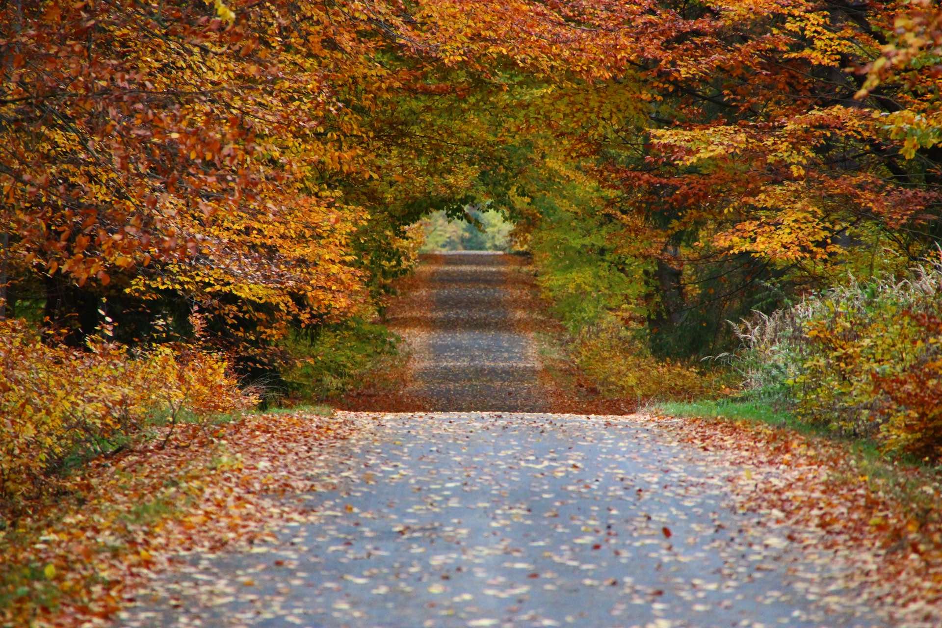 Autumn leaves dariusz-borowik-