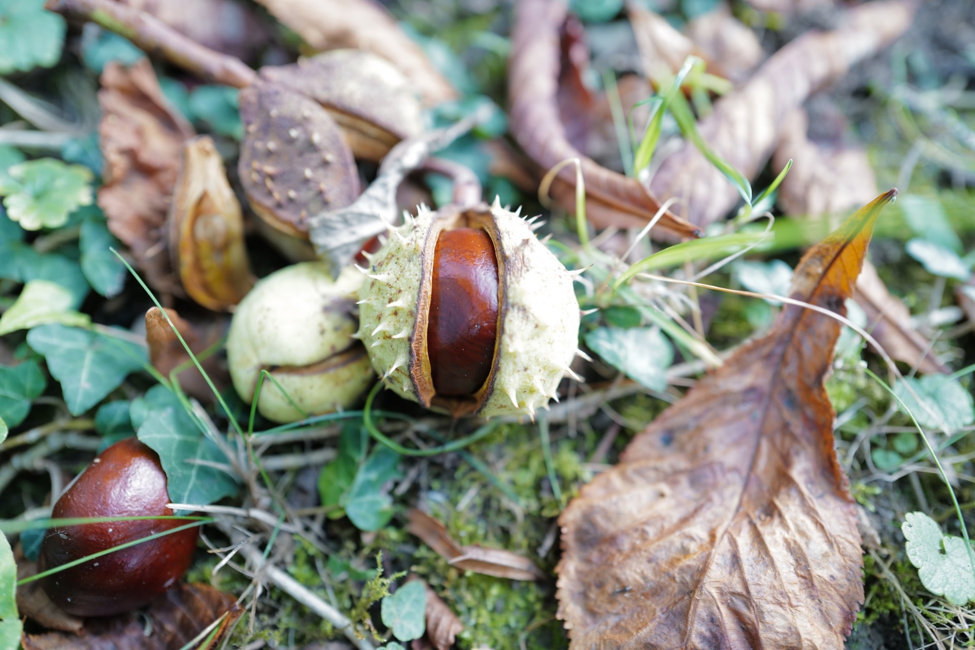 Conker georg-eiermann-L9-FQozZ