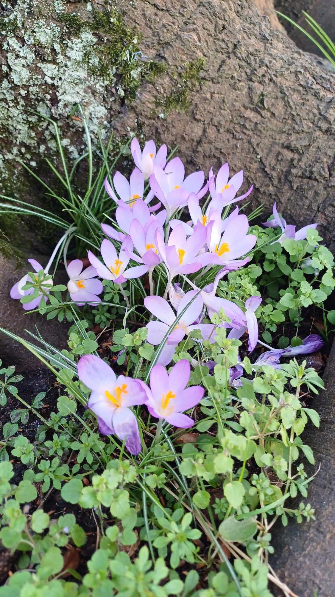 Churchyard 2025 crocus