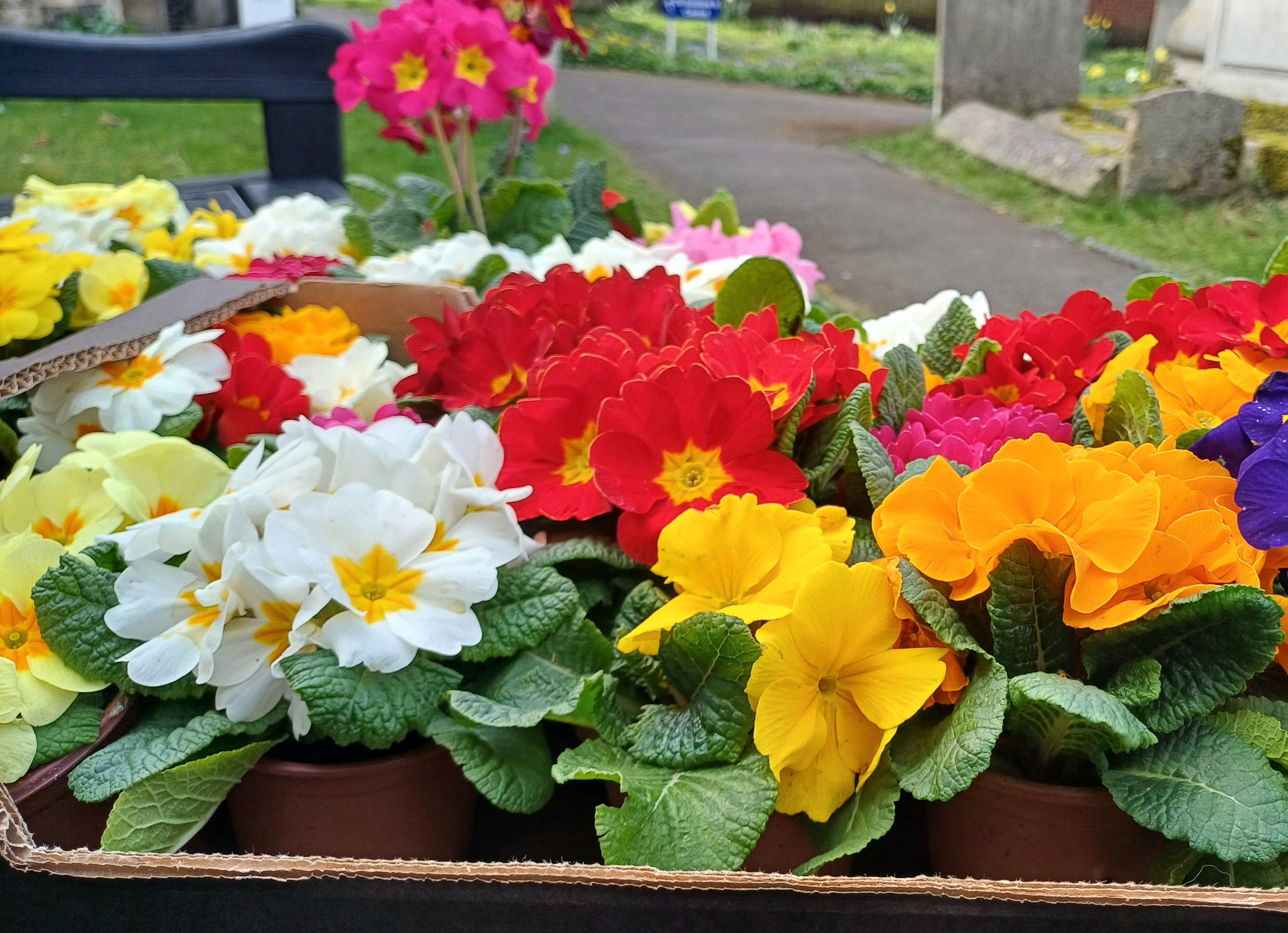 Mothering Sunday flowers 2025