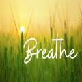 Breathe - in person and online